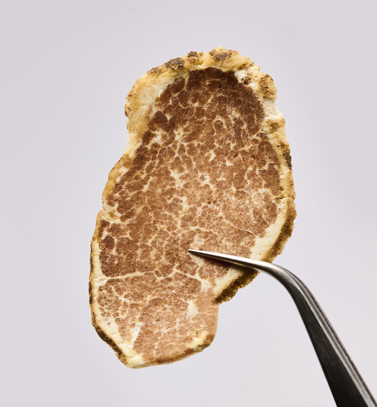 Discover the culinary magic of truffles with Urbani.