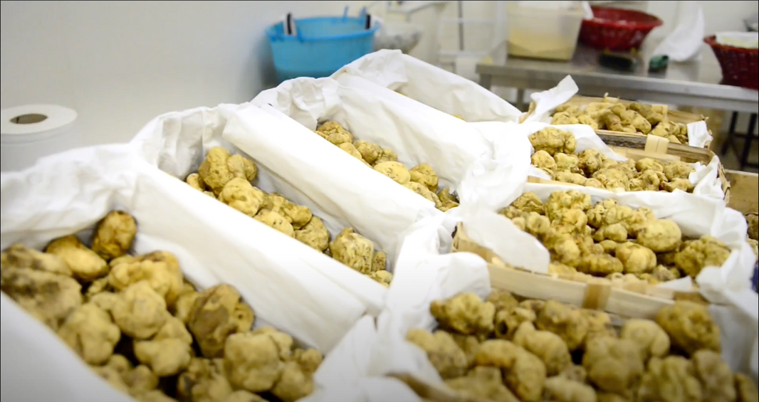 Urbani Truffles Official Video