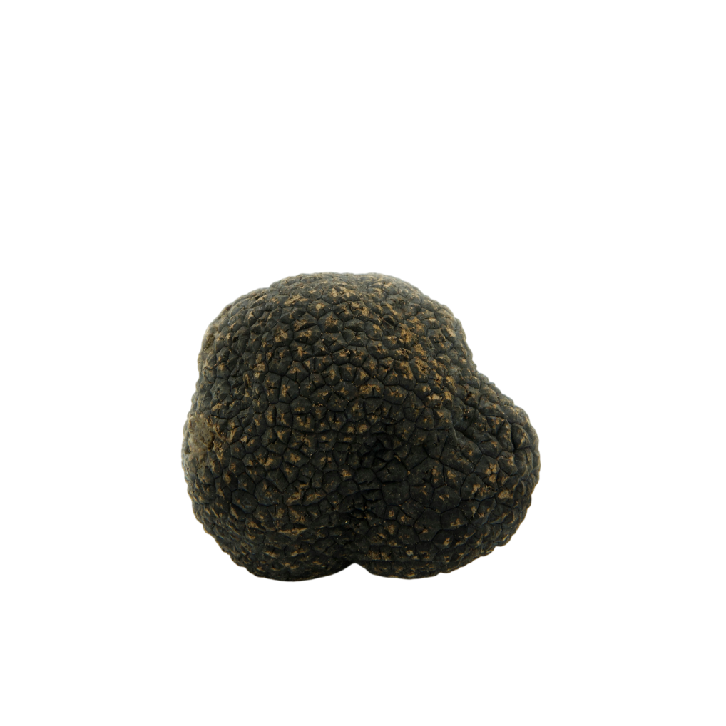 Black Winter Truffles