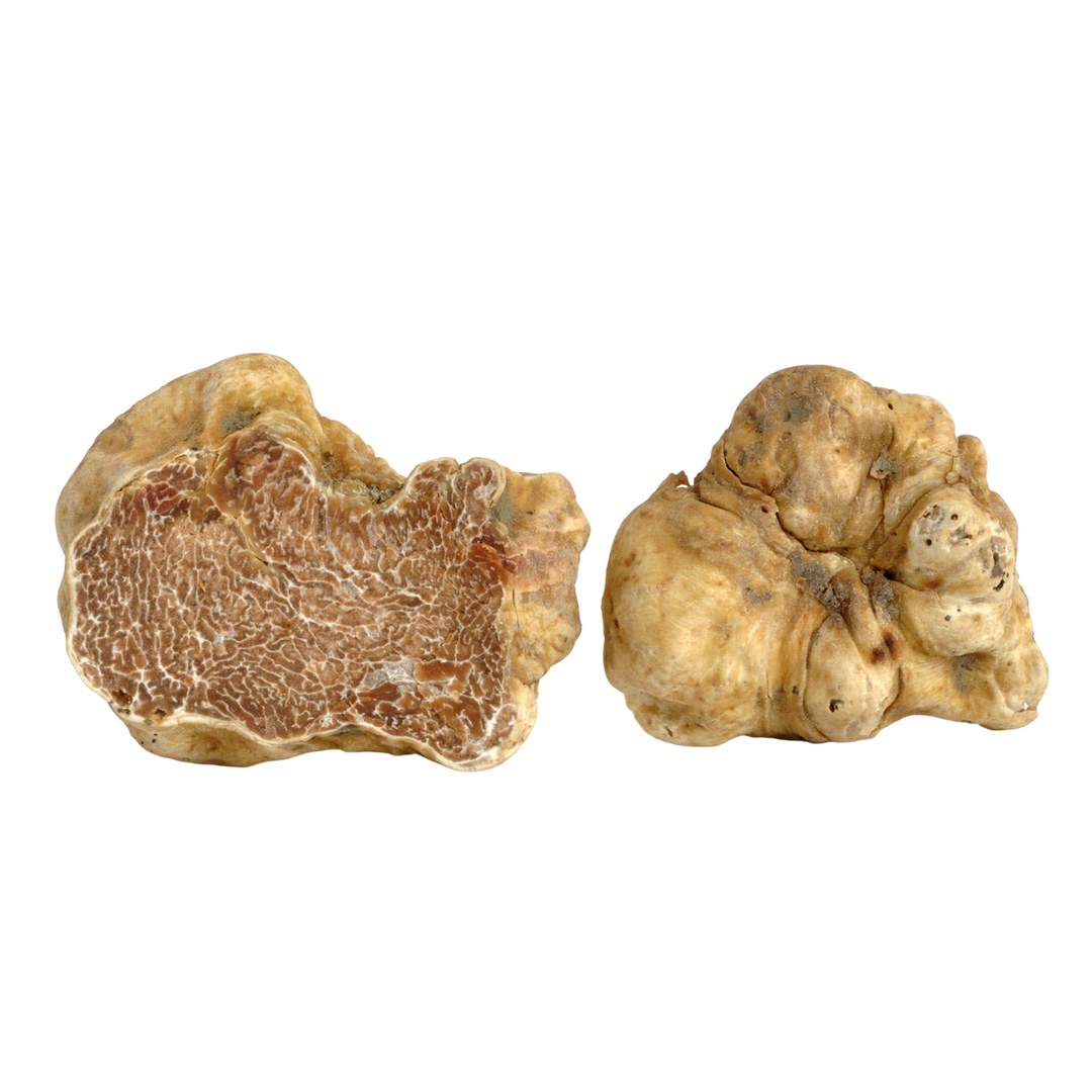 White Alba Truffles - Urbani Truffles