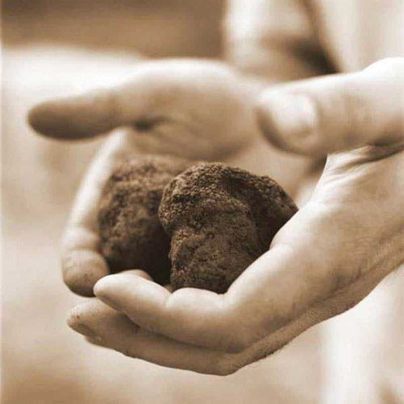 Fresh Black Australian Truffles 1oz ( Tuber melanosporum vitt ) - Urbani Truffles